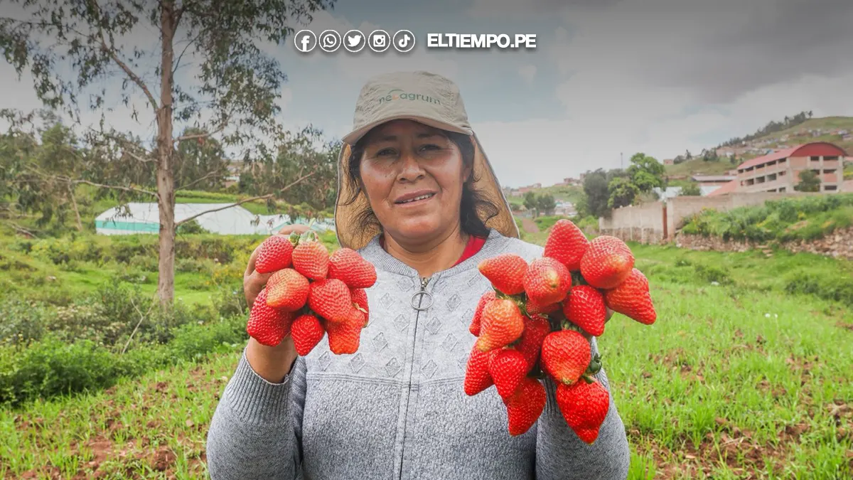 exportación de fresa exportación de fresa