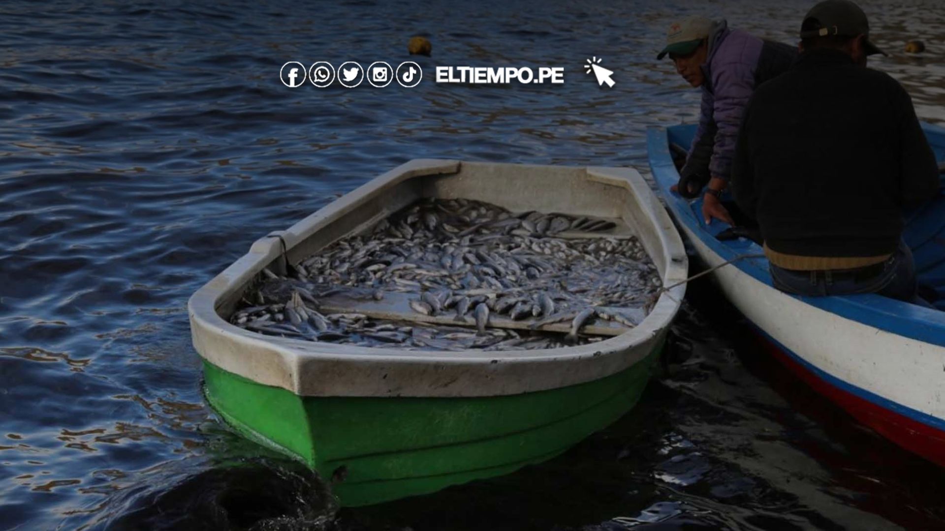 Puno lanza el Proyecto Pejerrey en el lago Titicaca y busca producir 20 toneladas anuales