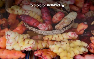 Conoce 10 beneficios de la oca si vives en Perú