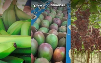 Piura: El desafío de transformar su potencial agroexportador