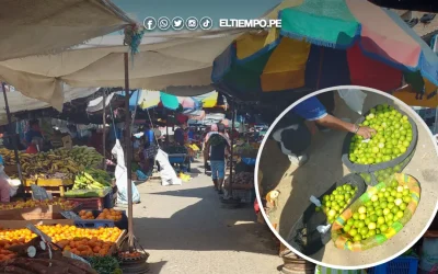 Precio del limón en Piura seguirá al alza por escasez de cosecha
