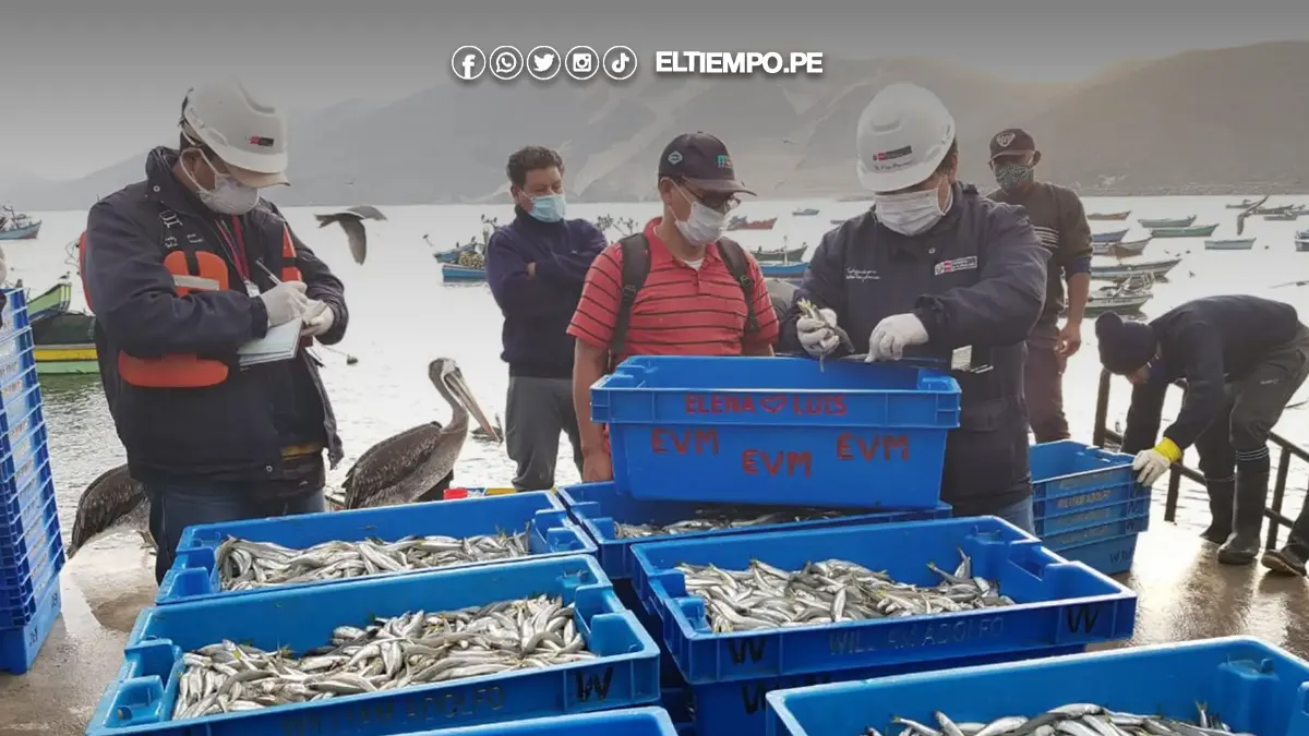 Produce decreta veda reproductiva del pejerrey en todo el Perú desde el 15 de setiembre Produce decreta veda reproductiva del pejerrey en todo el Perú desde el 15 de setiembre