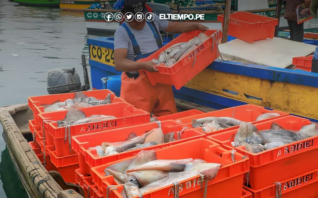 Produce suspende pesca de pota tras alcanzar cuota establecida para la primera etapa