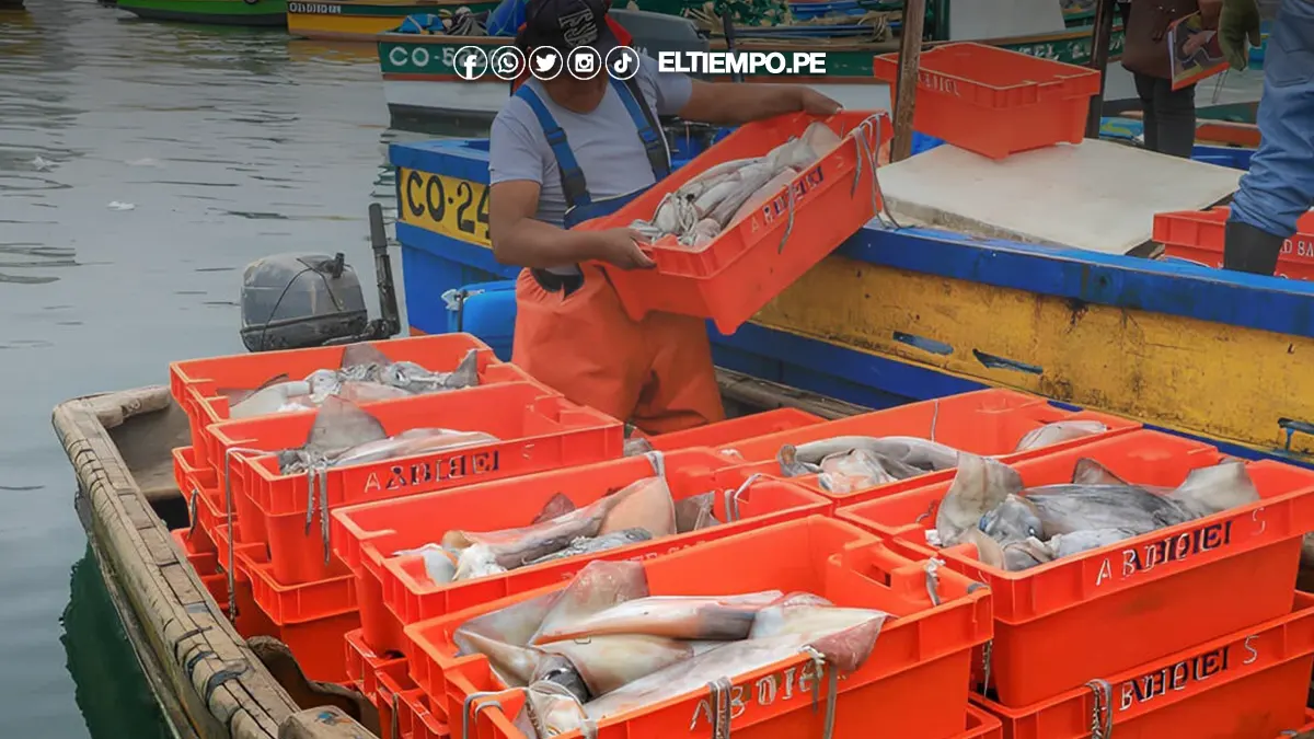 Produce suspende pesca de pota tras cumplirse cuota establecida para la primera etapa