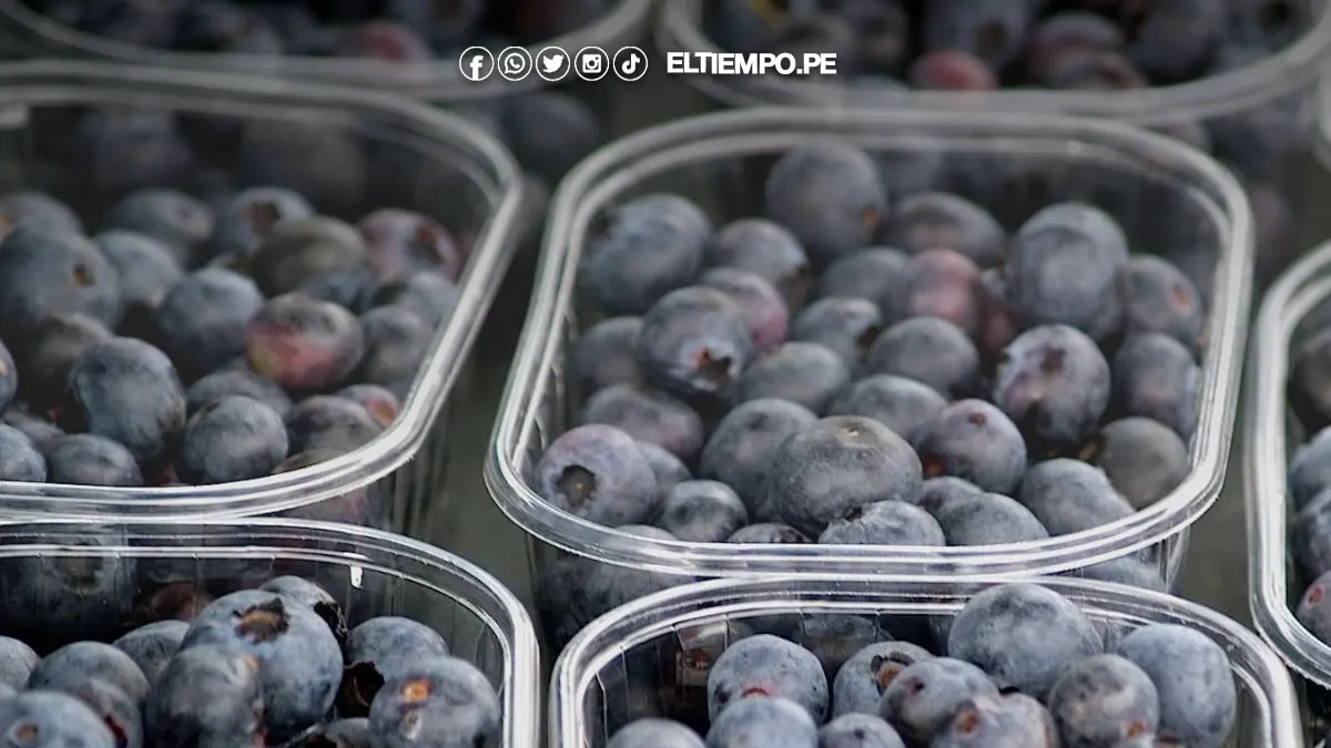 Sector agropecuario creció 8,5% en julio impulsado por la mayor producción de arándano, maíz y cacao