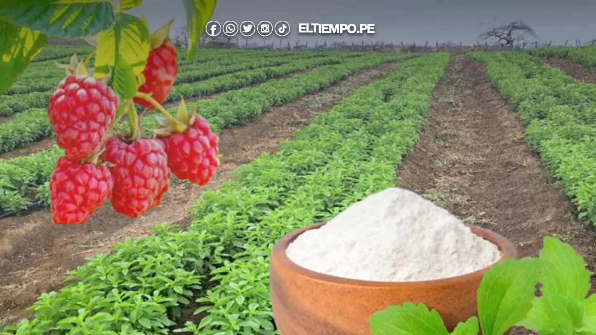 Valle del Chira producirá por primera vez stevia y frambuesa Valle del Chira producirá por primera vez stevia y frambuesa