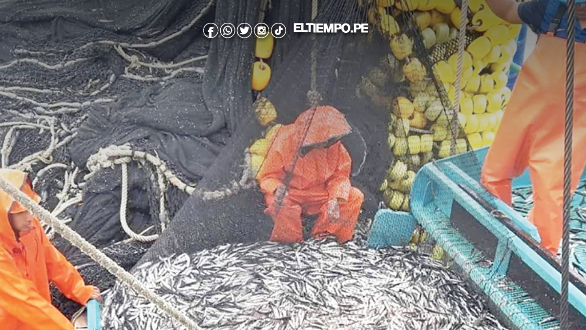 Esperan resultados de estudios de anchoveta