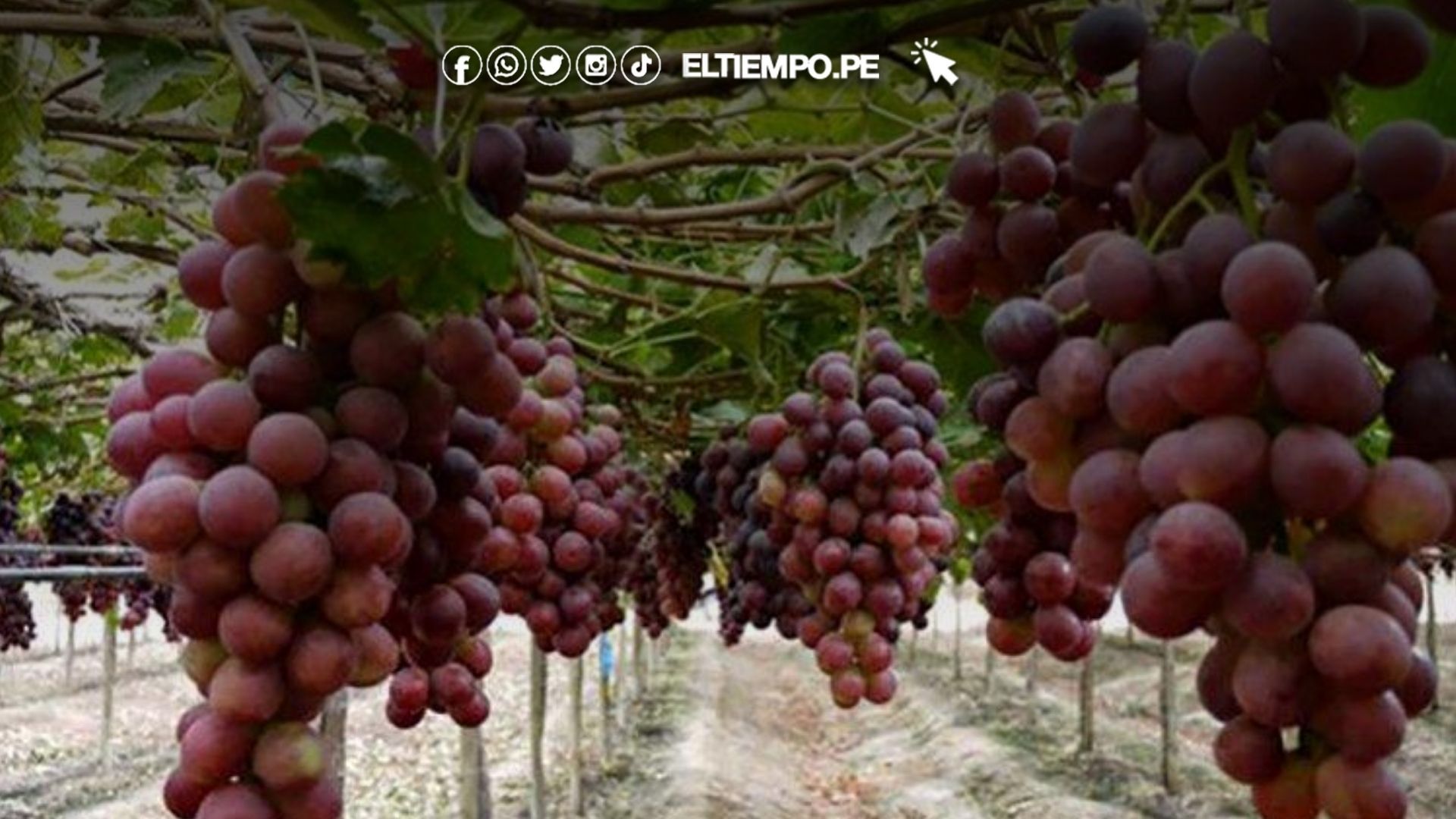 exportaciones de uva