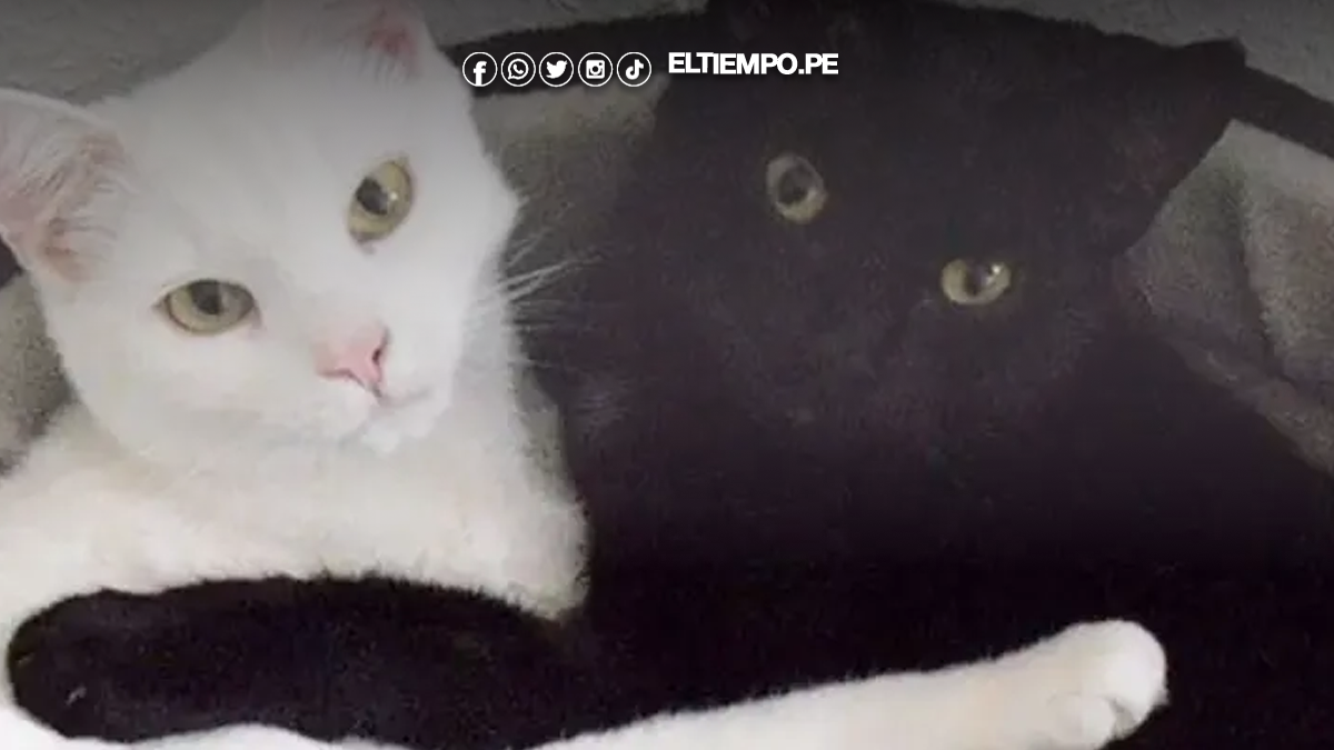 gato negro y gato blanco