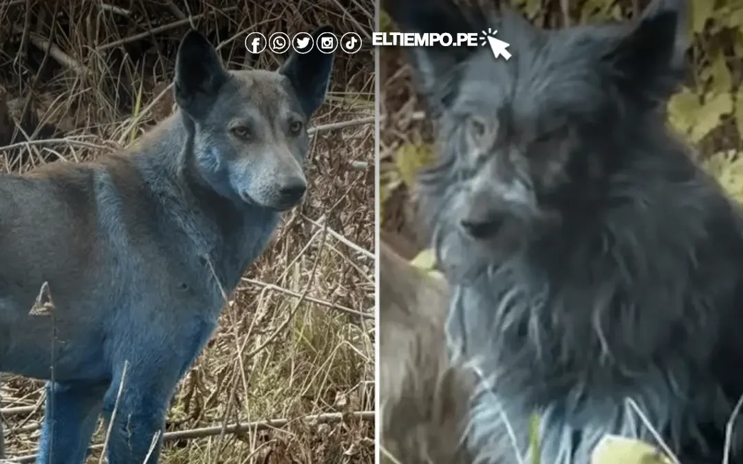 ¿Por qué aparecieron «perros azules» en Chernóbil?