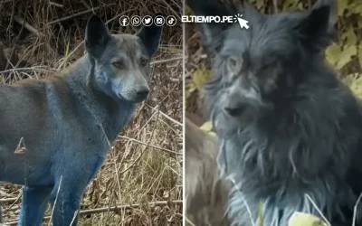 ¿Por qué aparecieron «perros azules» en Chernóbil?