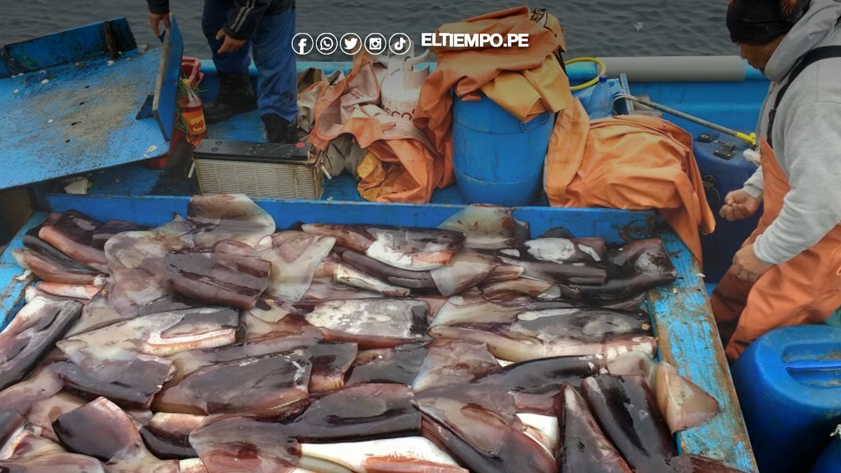 Produce autoriza segunda salida de pesca de pota Produce autoriza segunda salida de pesca de pota
