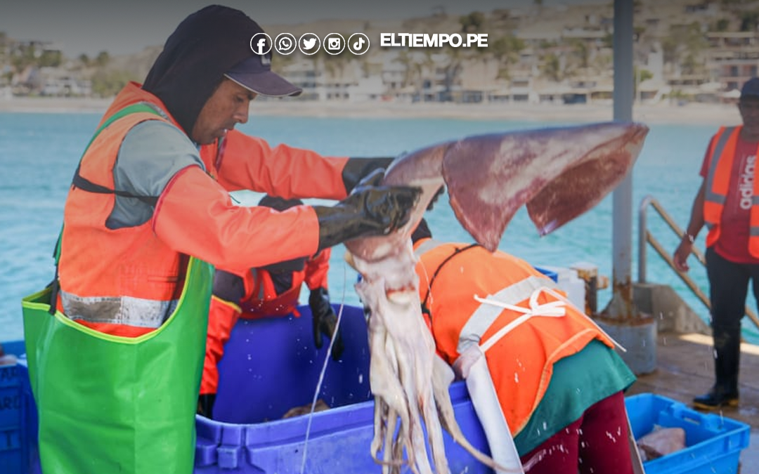 Piura: Exigen la apertura de la pesca de calamar gigante en Sechura