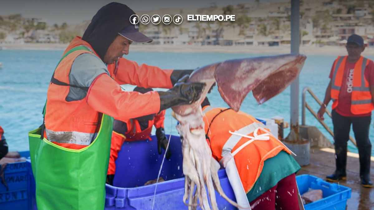 PRODUCE decreta veda del calamar gigante del 26 de octubre al 25 de noviembre de 2025 PRODUCE decreta veda del calamar gigante del 26 de octubre al 25 de noviembre de 2025