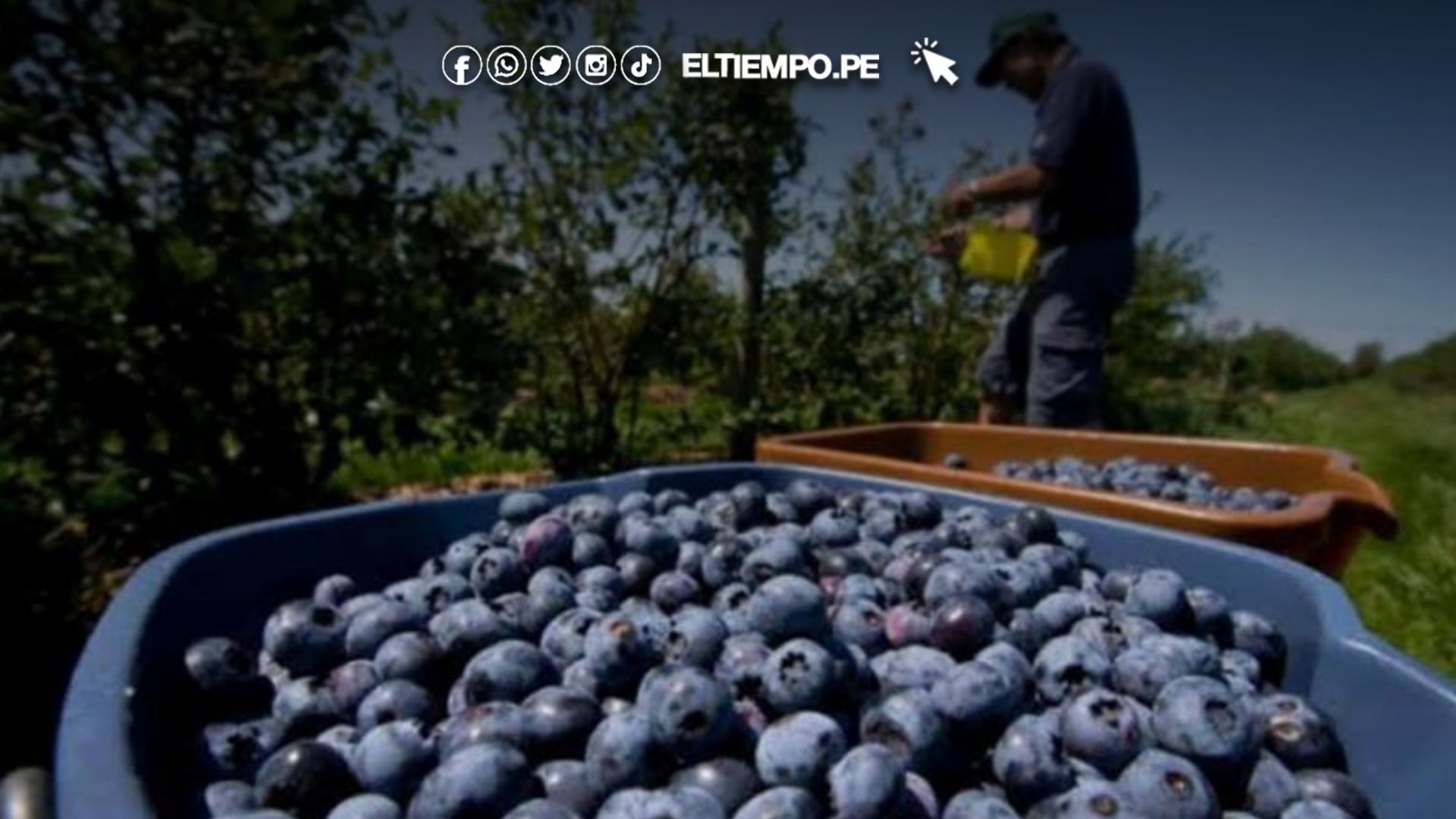 sector agropecuario (1)