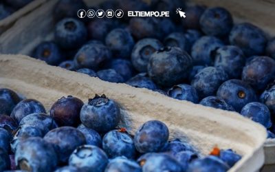 Perú refuerza su posición global en agroexportaciones, con el arándano como principal producto