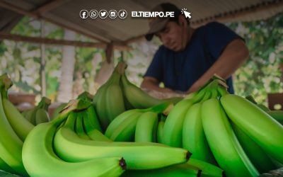 Entregan S/ 250 mil a cooperativa agrícola de Piura para impulsar el acopio de banano
