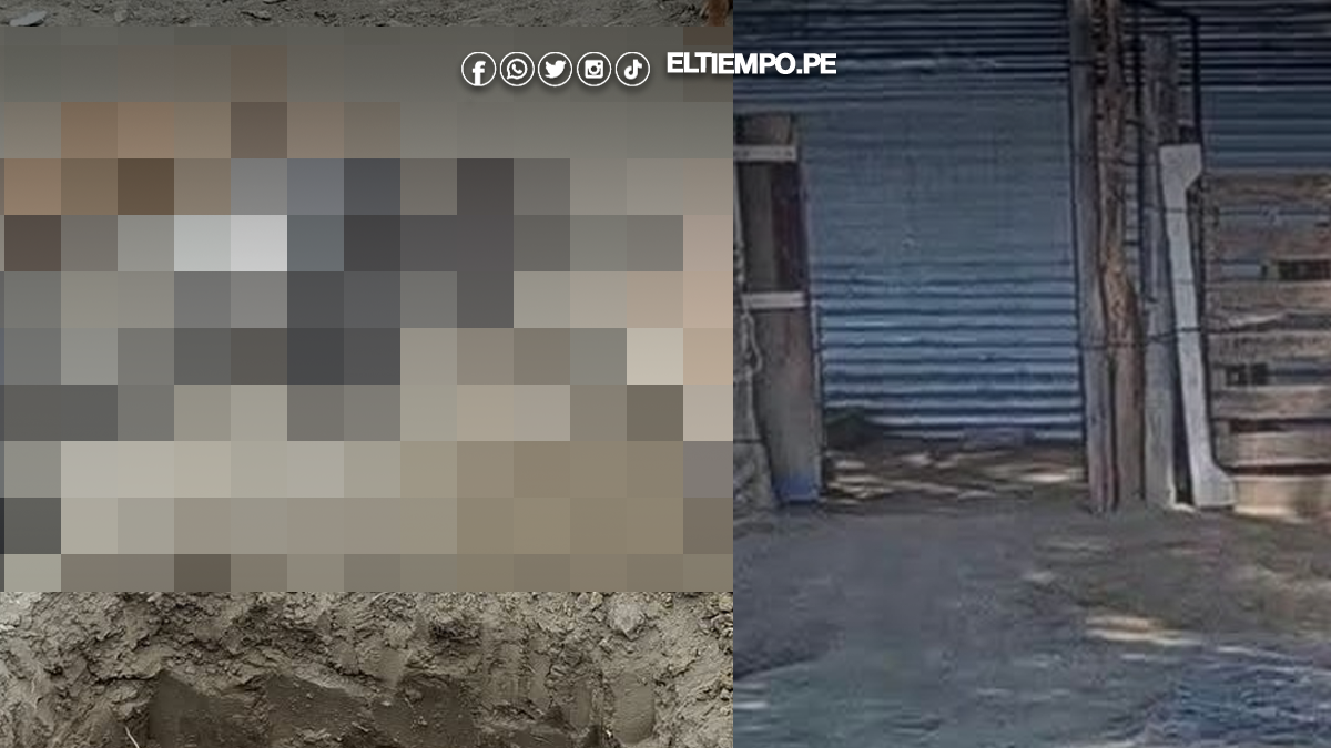 delincuentes saquean fundo agrícola y envenenan a 5 perros guardianes