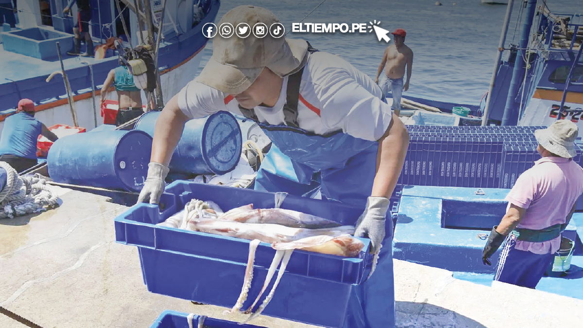 Disponen inscripción de embarcaciones de pota