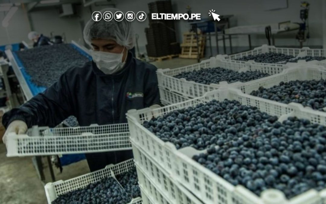 Exportaciones de arándanos alcanzaron US$ 743.2 millones entre enero y septiembre de 2025
