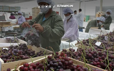 Piura aporta 135 mil 590 puestos de trabajo en el sector exportador