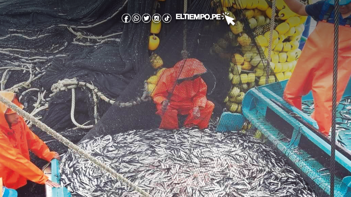 Fijan cuota de 1.63 mlls. de toneladas de anchoveta