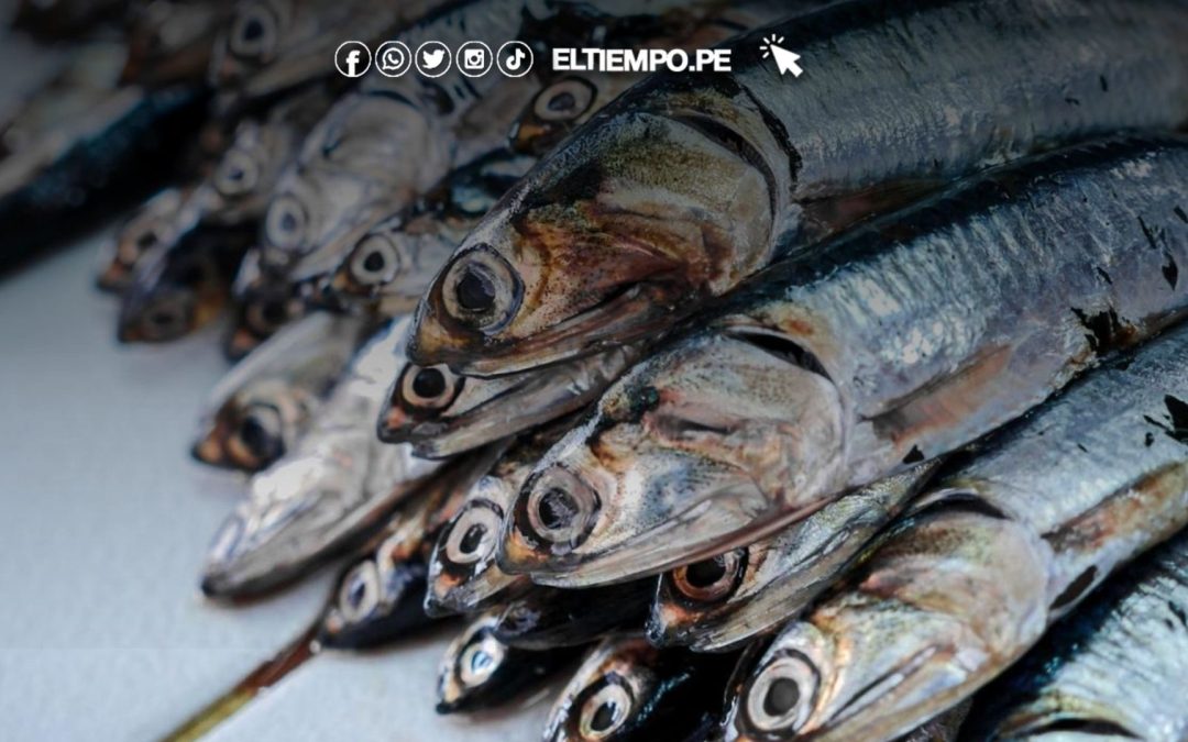PRODUCE determina límite máximo de captura de anchoveta en un millón 630 mil toneladas para la temporada norte-centro 2025