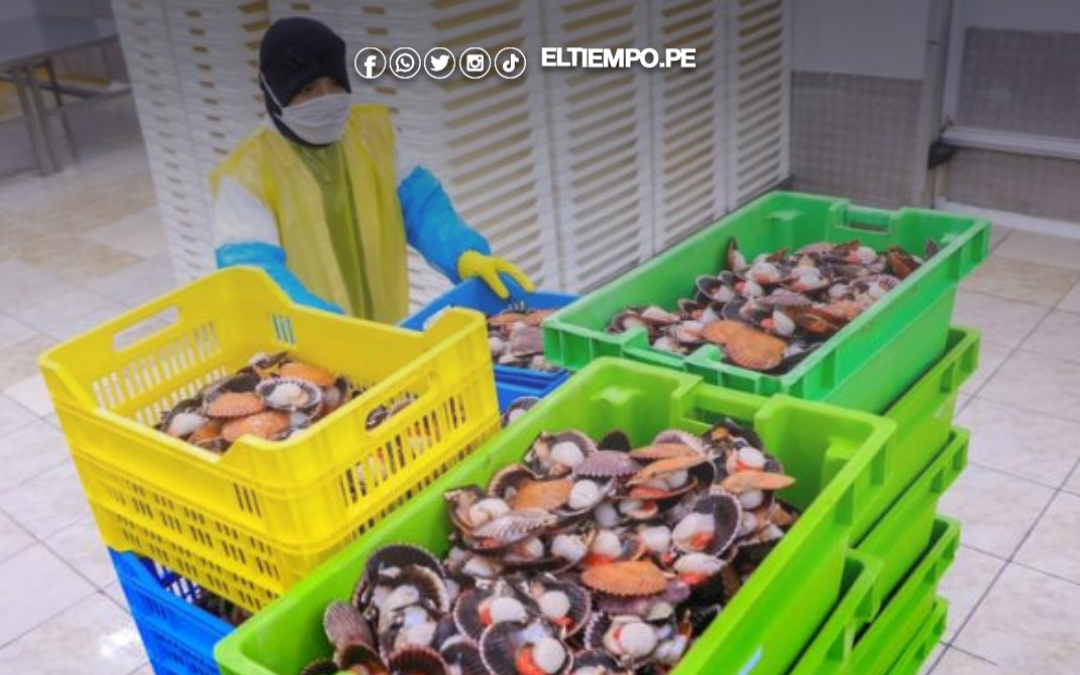 Otorgan más de S/ 39 millones en créditos a maricultores de Sechura y amplía fondo para nuevas solicitudes