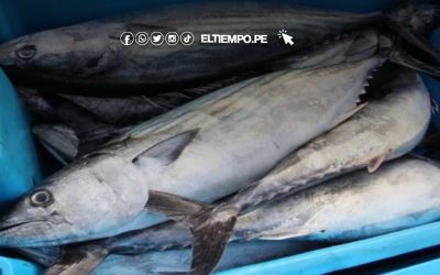 Produce decreta veda del bonito en todo el litoral peruano para proteger su reproducción