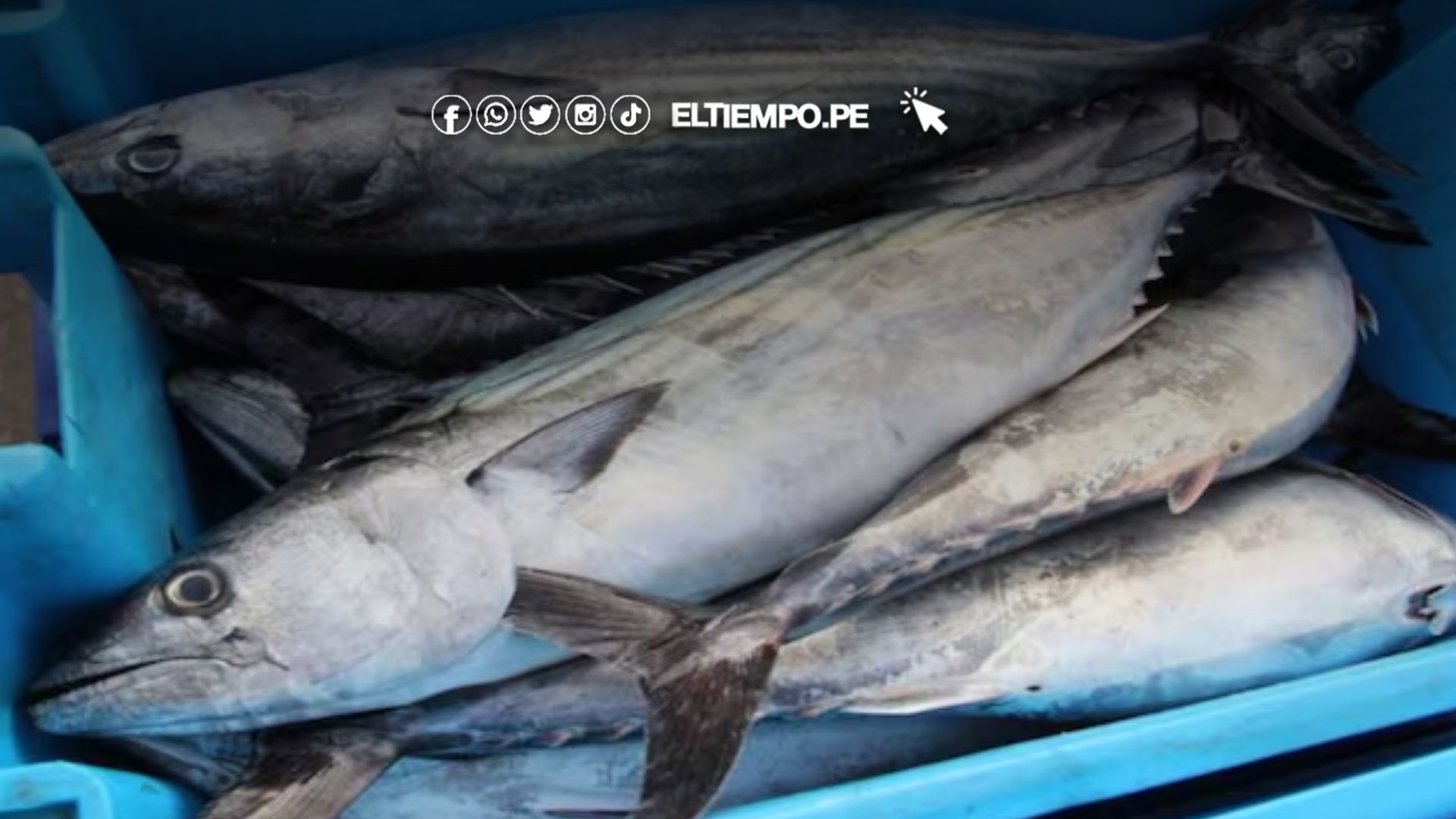 Produce decreta veda del bonito en todo el litoral peruano para proteger su reproducción