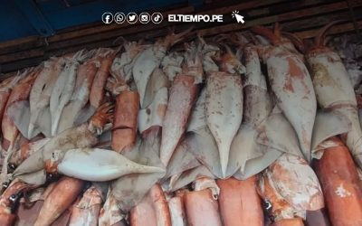 Exigen la apertura de la pesca de calamar gigante en Sechura