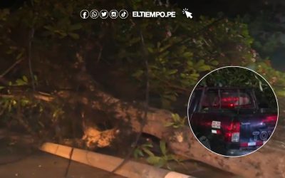 Lima: Árbol de gran tamaño cae sobre camioneta y provoca corte de luz cerca del malecón Cisneros de Miraflores