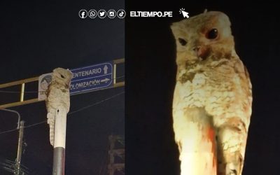 Pucallpa se sorprende por avistamiento del ave Ayaymama en plena víspera de Año Nuevo