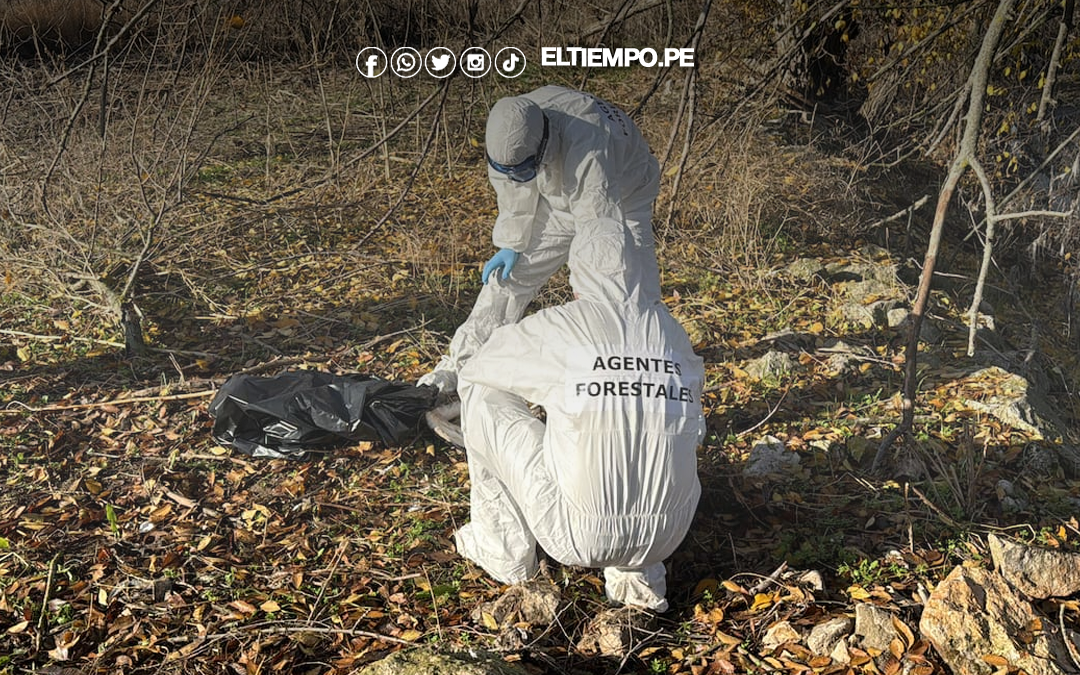 España: Confirman brote de gripe aviar en cigüeñas halladas muertas en el río Manzanares