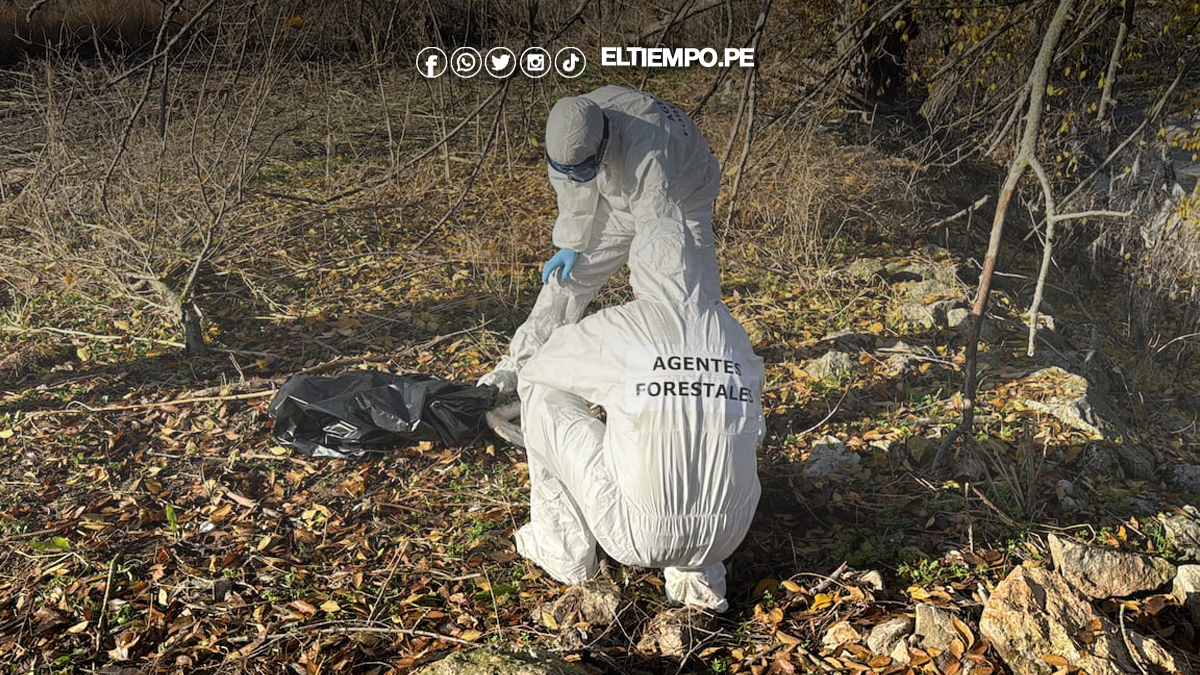 Confirman brote de gripe aviar en cigüeñas halladas muertas en el río Manzanares