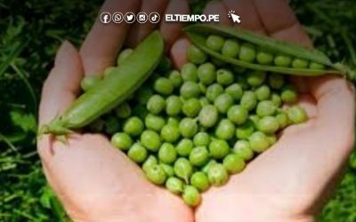 Exportaciones peruanas de arveja fresca superan los 43 millones de dólares entre enero y noviembre