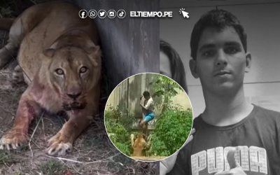 Brasil: Leona que mató a un hombre en zoológico no será sacrificada