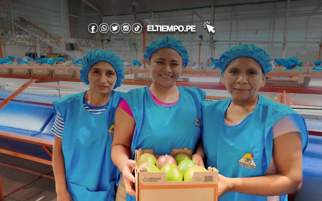 Piura impulsa proyecto “Innova Mango” para elevar productividad y posicionar al mango piurano en mercados internacionales