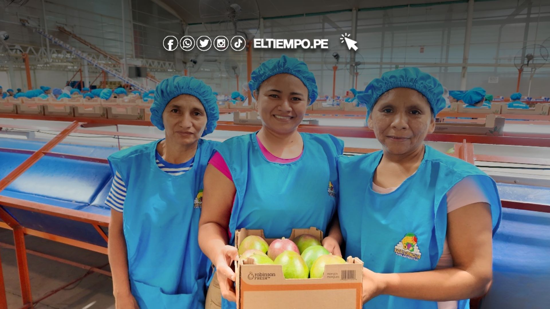 Piura impulsa proyecto “Innova Mango” para elevar productividad y posicionar al mango piurano en mercados internacionales Piura impulsa proyecto “Innova Mango” para elevar productividad y posicionar al mango piurano en mercados internacionales