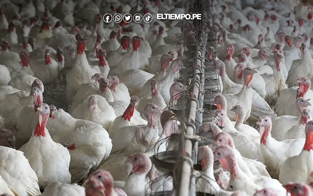 Midagri: Oferta comercial de pavos superará los 2 millones en fiestas de Navidad y Año Nuevo 2026