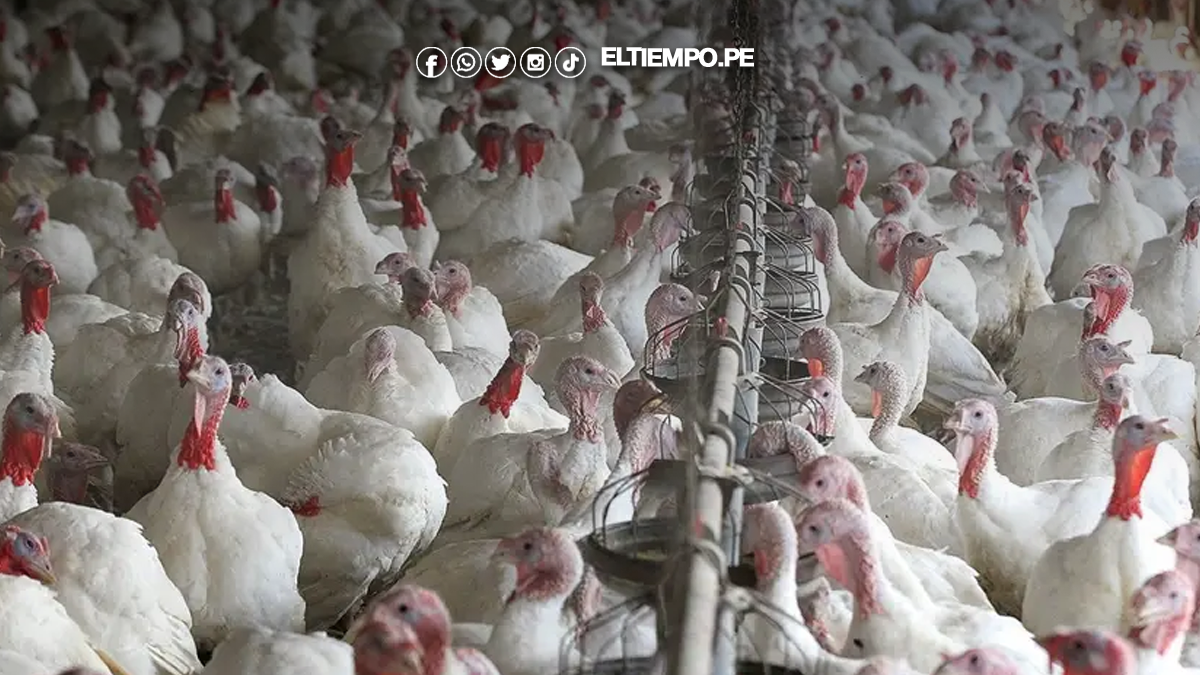 Oferta comercial de pavos superará los 2 millones en fiestas de Navidad Oferta comercial de pavos superará los 2 millones en fiestas de Navidad