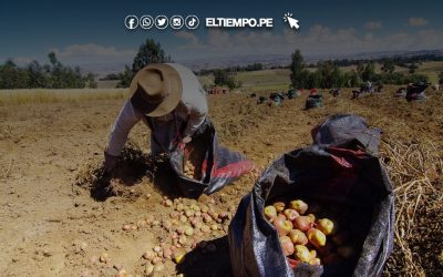 Producción de papa en Perú cae 24.3% en septiembre de 2025 debido a condiciones climáticas