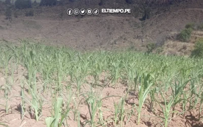Lluvias previstas en la sierra del Perú mejorarían la situación actual de los cultivos