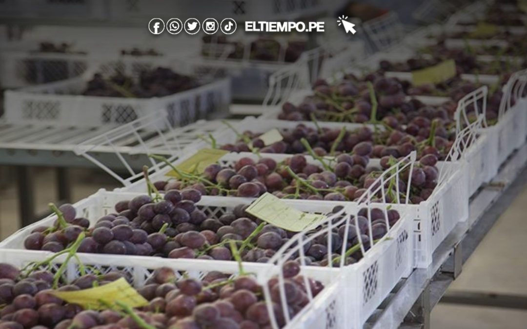 Perú exporta más de 1.200 toneladas de uva de mesa hacia Estados Unidos desde Ica