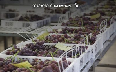 Perú exporta más de 1.200 toneladas de uva de mesa hacia Estados Unidos desde Ica