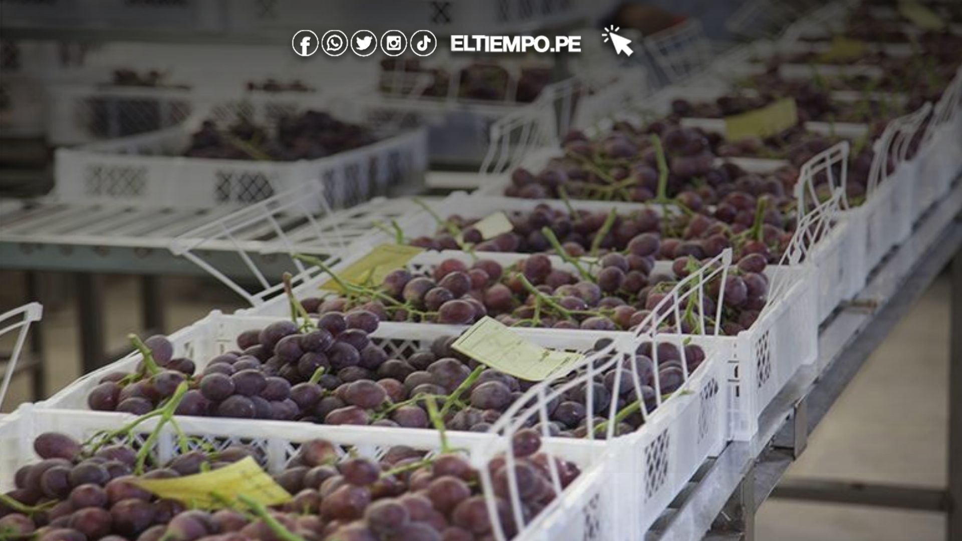 Uva peruana a estados unidos